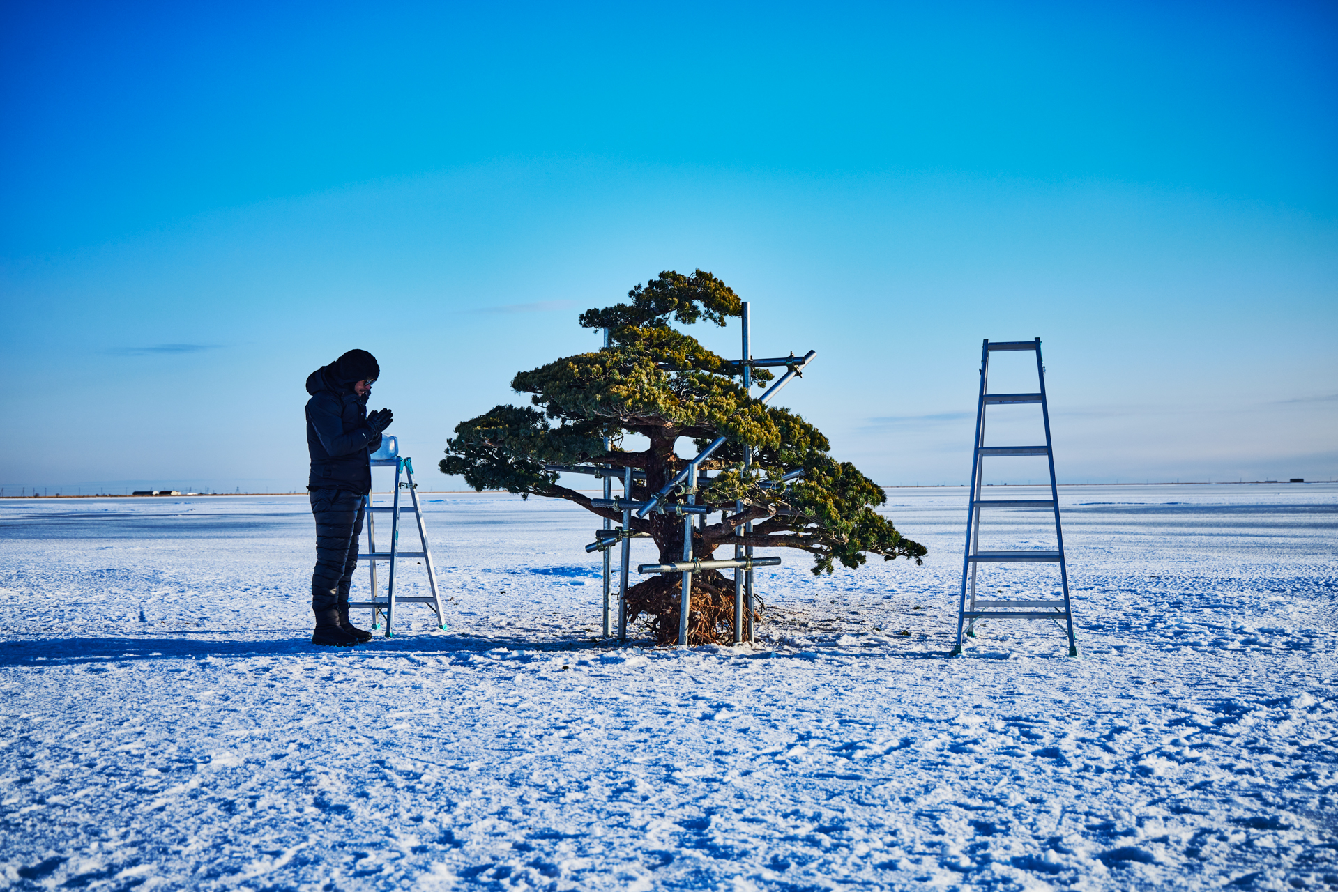 Frozen Pine 2024 | AMKK（東信, 花樹研究所）
